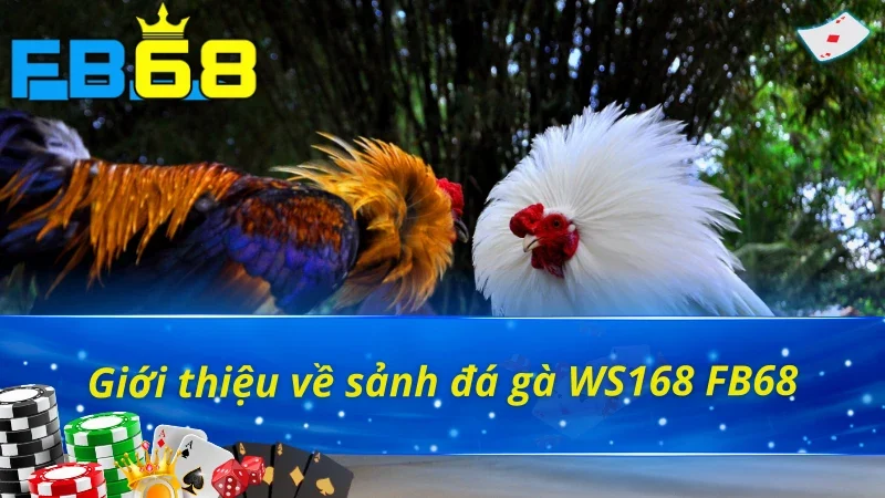 Đá Gà WS168 FB68 - Trải Nghiệm Đấu Trường Chọi Gà Kịch Tính 2 Vài nét về sảnh đá gà WS168 FB68 đỉnh cấp