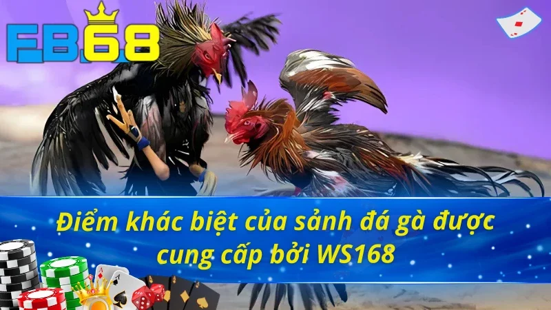 Đá Gà WS168 FB68 - Trải Nghiệm Đấu Trường Chọi Gà Kịch Tính 3 Nét đặc trưng của đá gà WS168 FB68 so với thị trường
